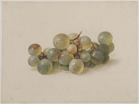 Z 075
<br/>
Een trosje witte druiven
<br/>
<em>Brandt, Albertus Jonas (1788-1821)</em>
